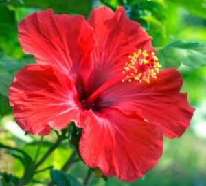 【朗報】今日は、8月7日（ハナハナの日）